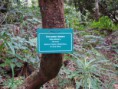 /album/nucleo%20de%20educa%c3%a7%c3%a3o%20ambiental%20da%20laurissilva/dsc00338-jpg/